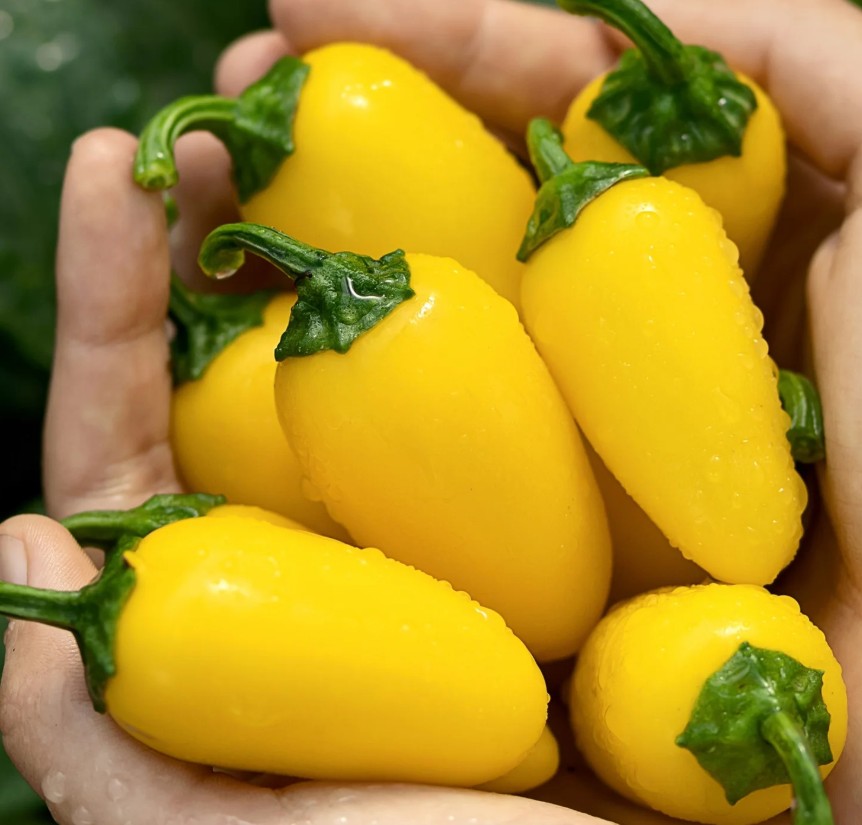 JalapenoPumpkinHotPepper