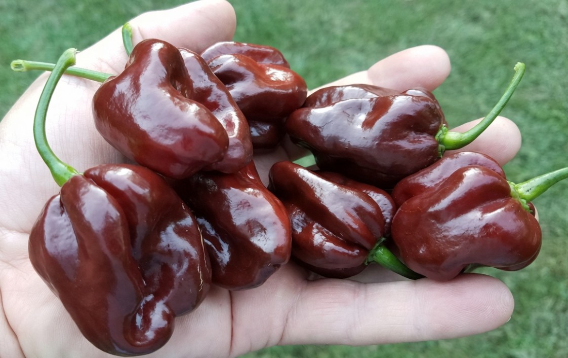 JamaicanScotchBonnetHotChocolateHotPepper