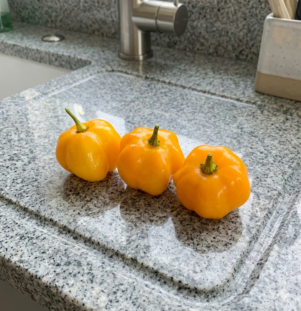 JamaicanScotchBonnetOrangeHotPepper