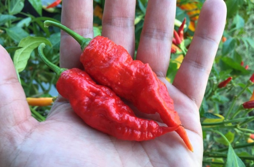 JaysRedGhostScorpionHotPepper