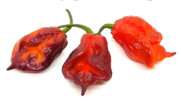 JigsawGatorPurpleHotPepper