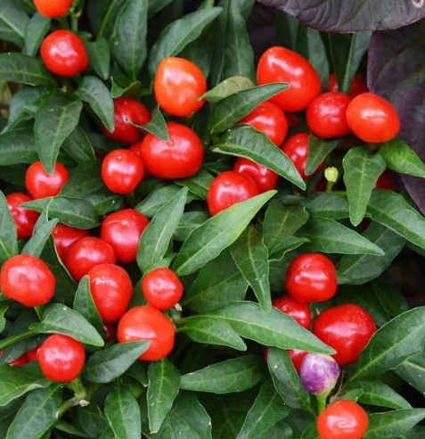 JoesRoundHotPepper