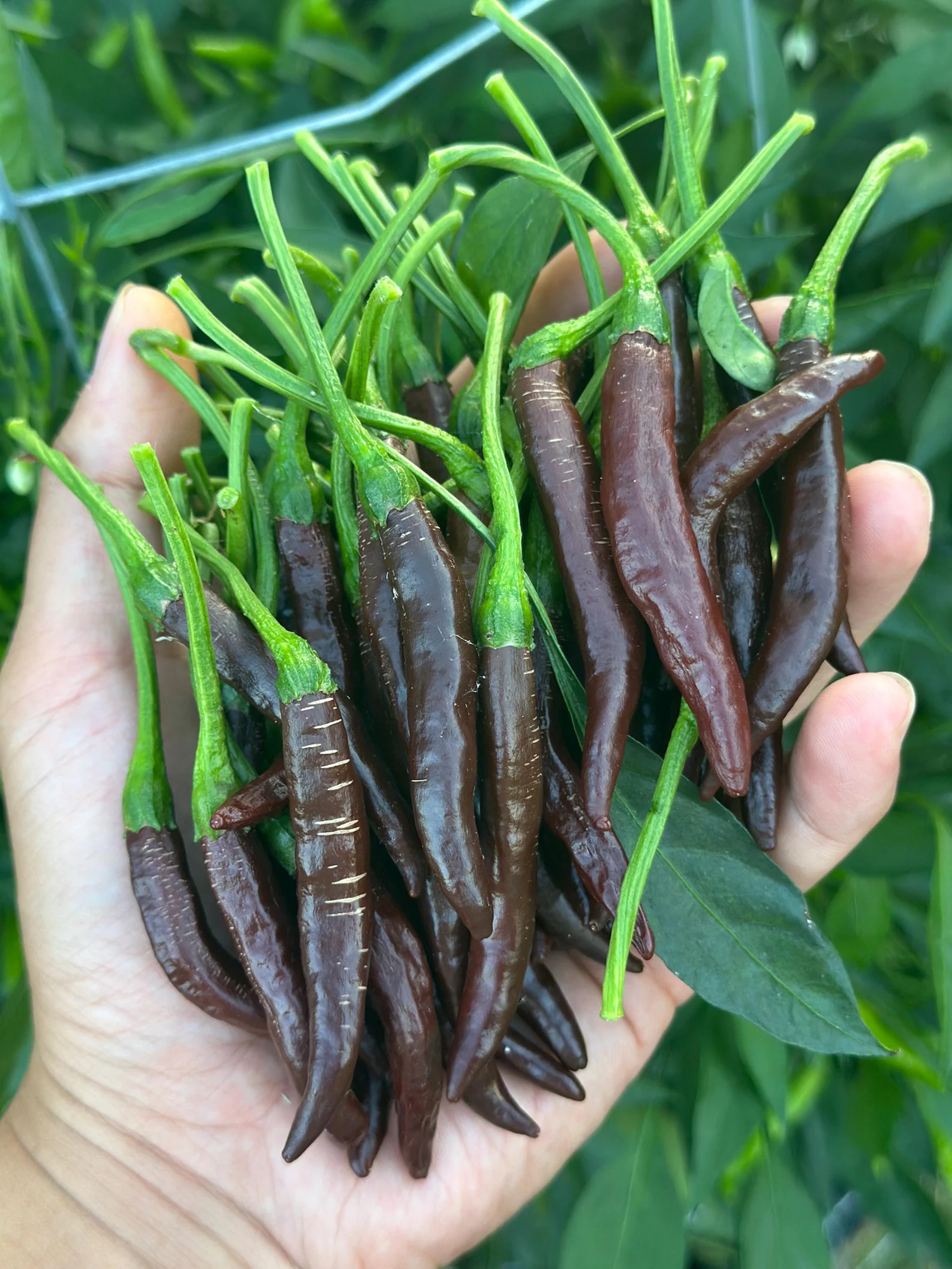 KS(KhangStarr)LinzoHotPepper