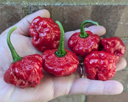 KS(KhangStarr)ScarletRoseHotPepper