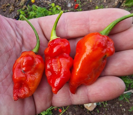 KomodoDragonHotPepper