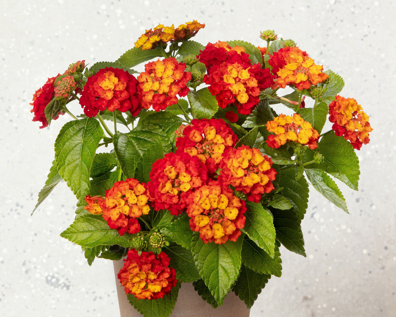 Lantana-Hot-Blooded-Red-2