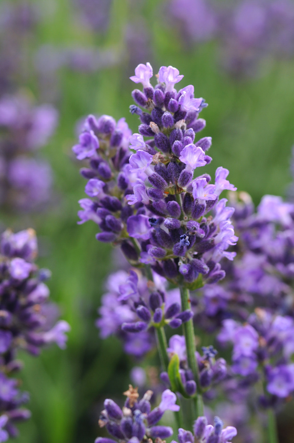 Lavender-Super-Blue1 SuperBlue Lavender Lavandula
Color Code:
Darwin 2014, #LAV-183
Bloom/Lavender/Perennial
08.12 West Chicago, Mark Widhalm
LAV-183_01_02.JPG
LAV12-14344.JPG