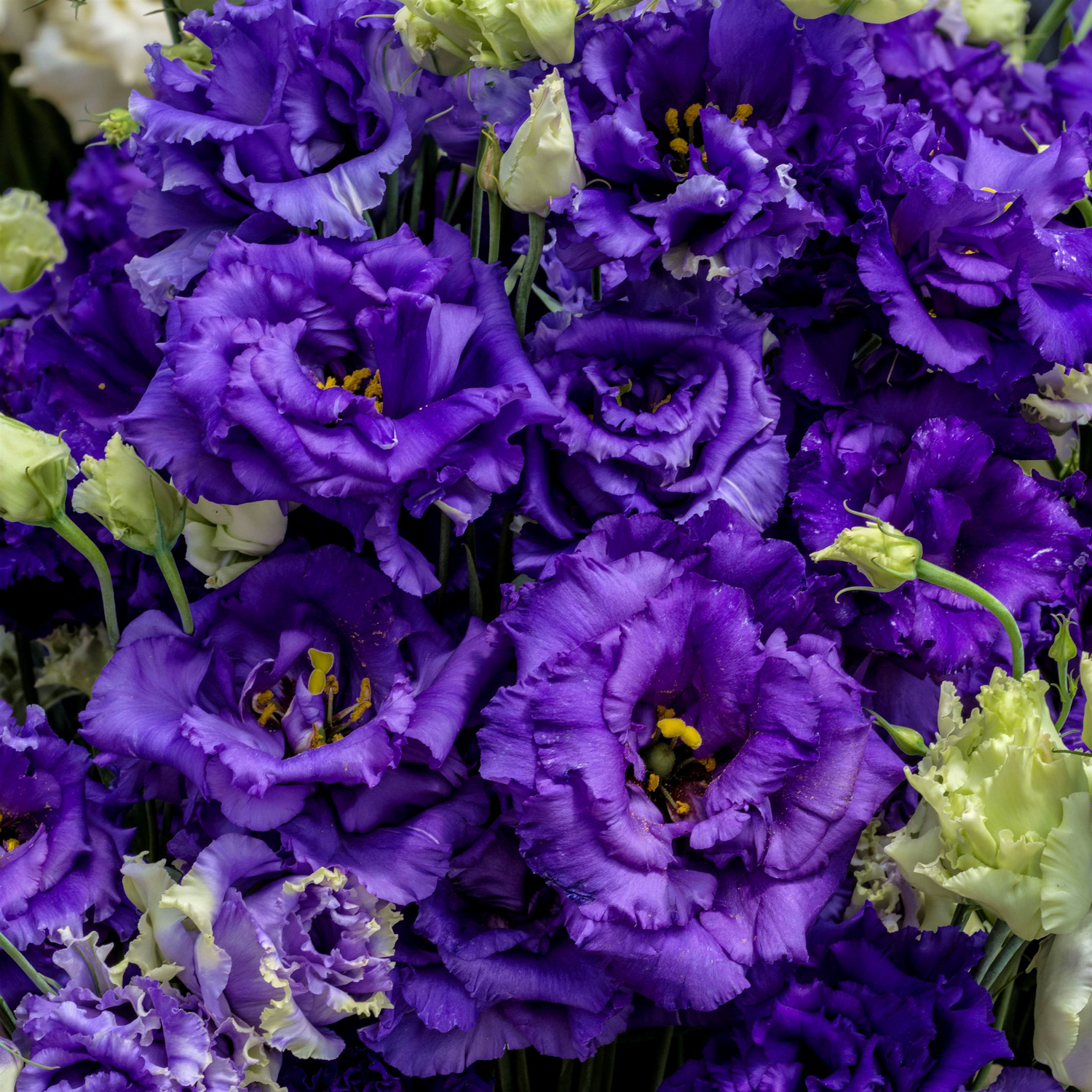 Lisianthus-Voyage-2-Blue-II