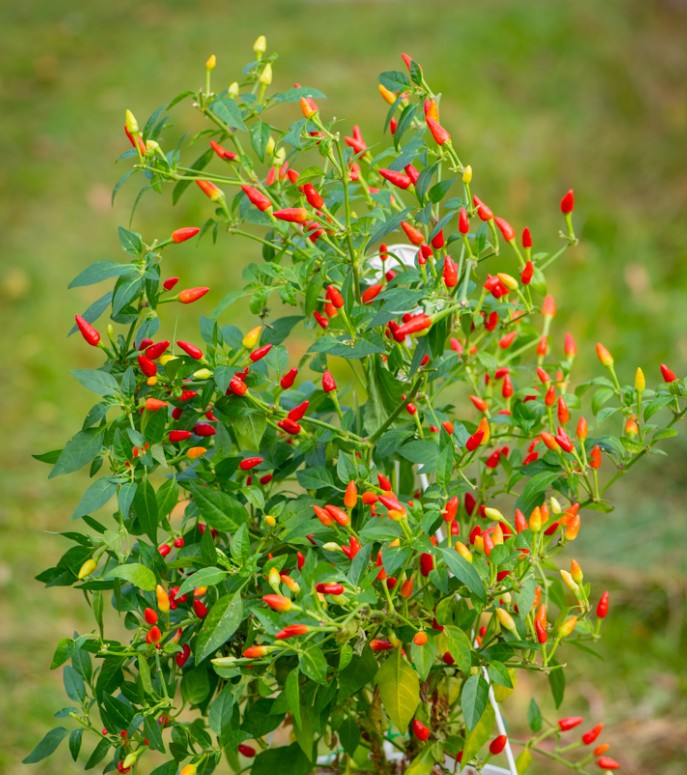 LittleElfHotPepper