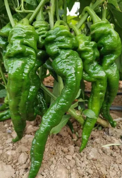 LongjiaoB3F1HotPepper