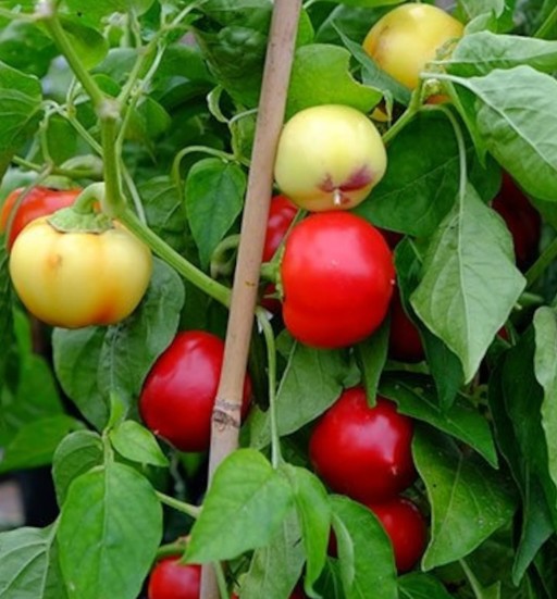 LutiKambichkiHotPepper