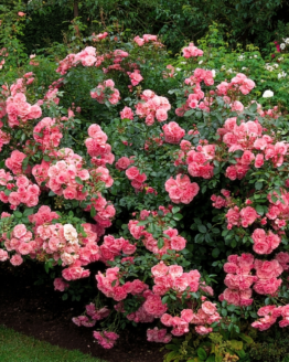 MEIdomonac Rose