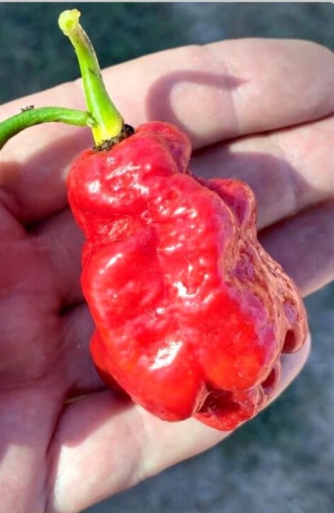 MalaysianGoronongRedHotPepper