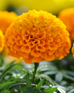 Taishan Orange Marigold