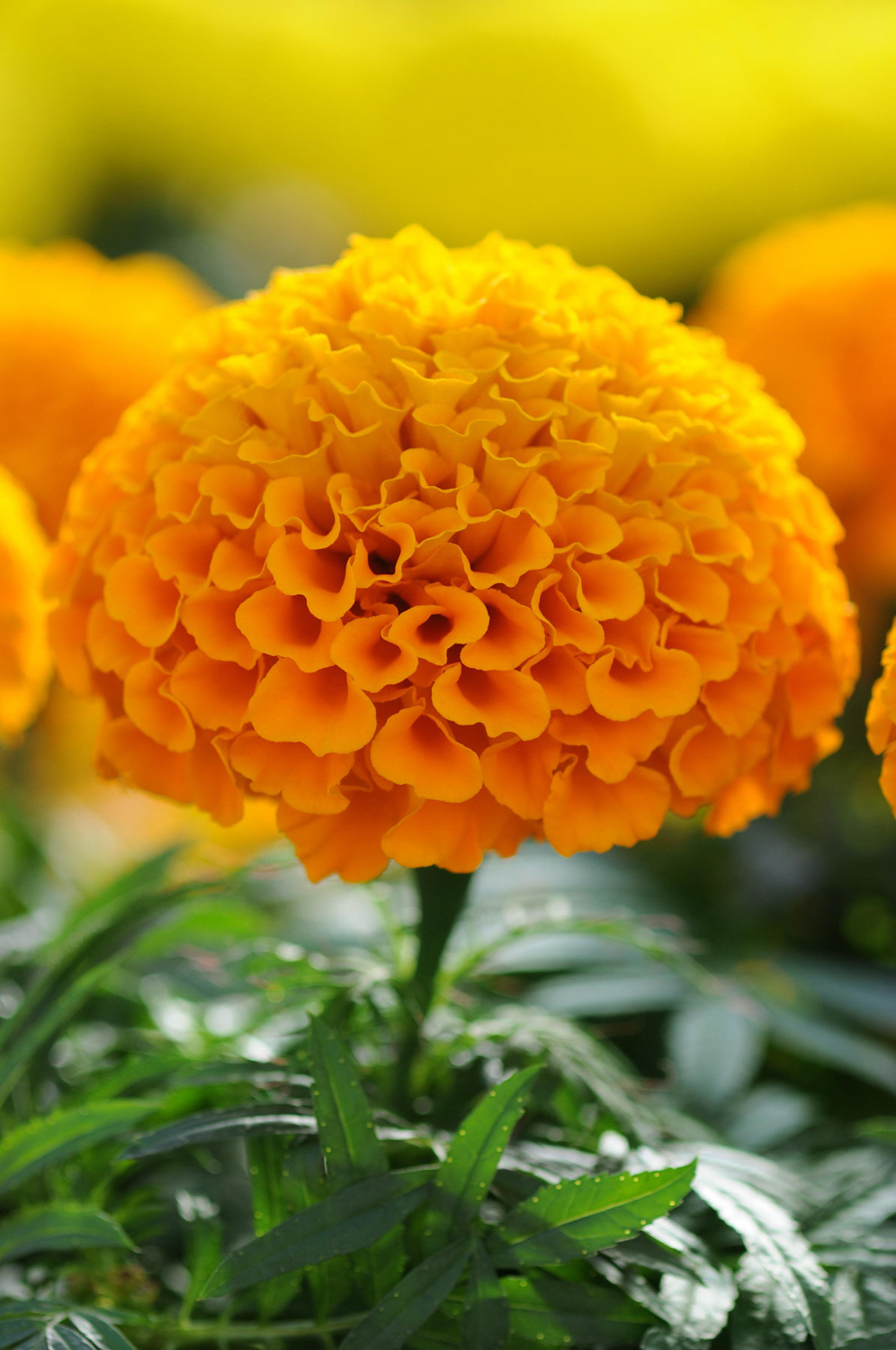 Marigold-African-Taishan-Orange-Close