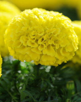 Taishan Yellow Marigold