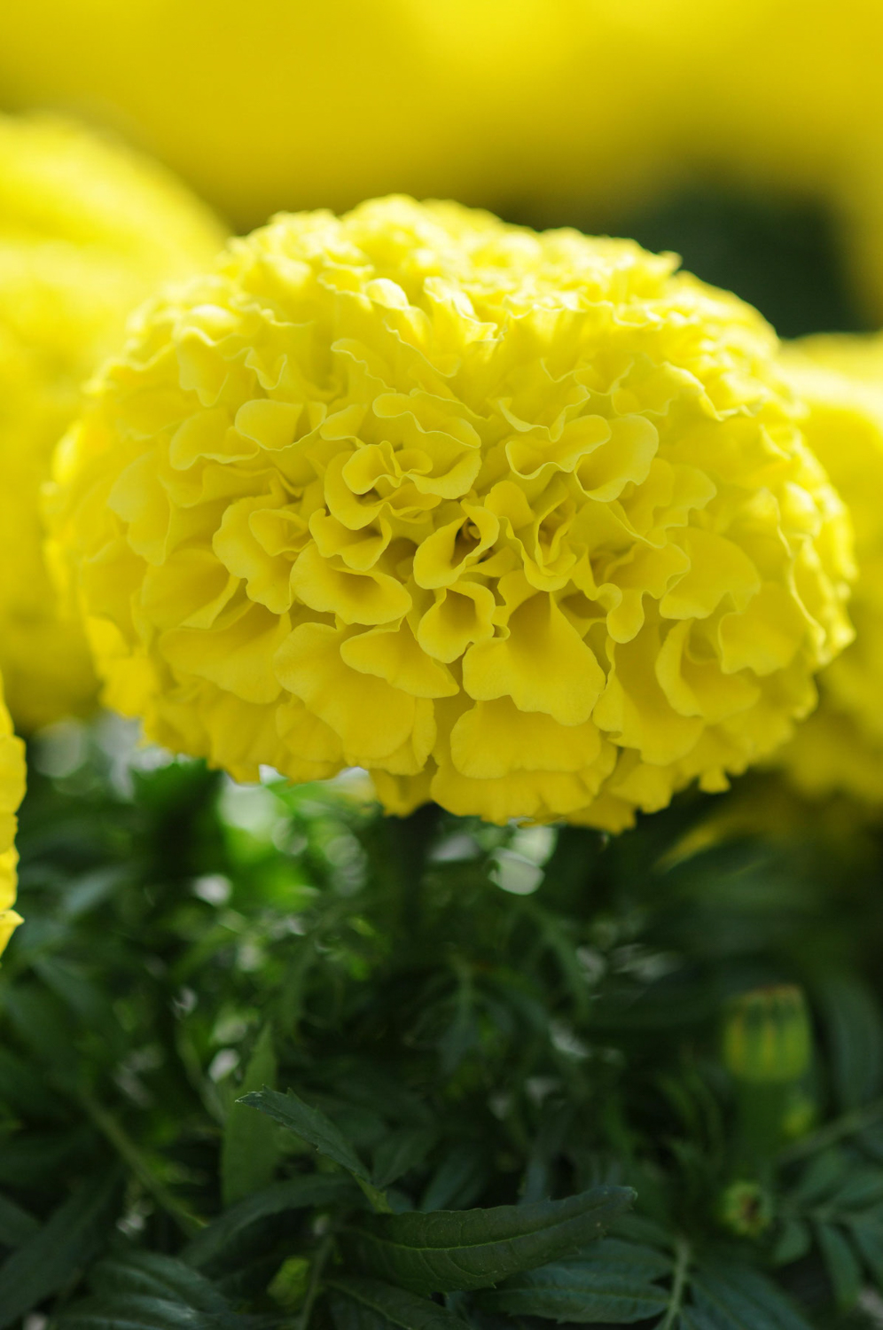Marigold-African-Taishan-Yellow-Close