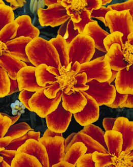 Durango Flame Marigold