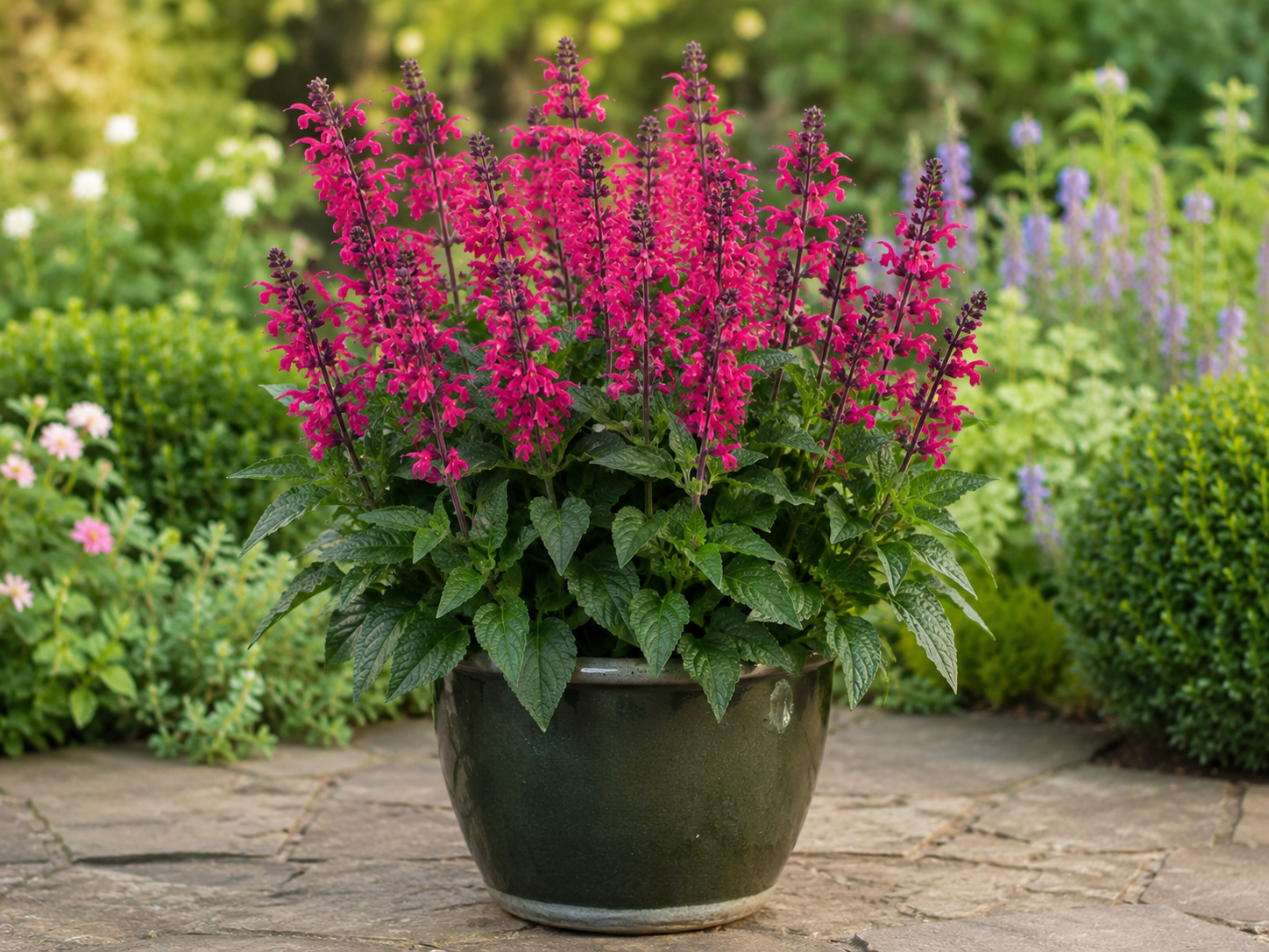 MarvelRoseSalvia
