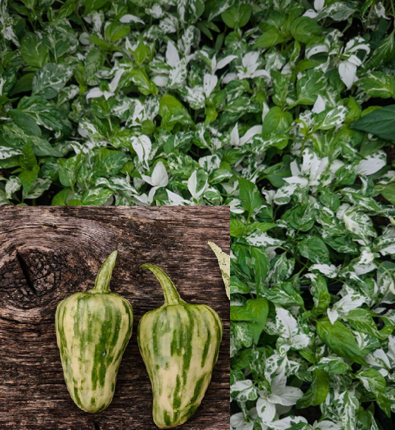 MattapenoF4HotPepper