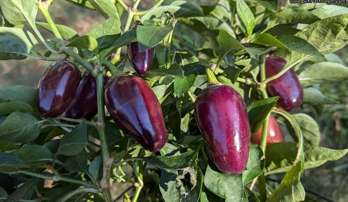 MidwestOdapenoHotPepper