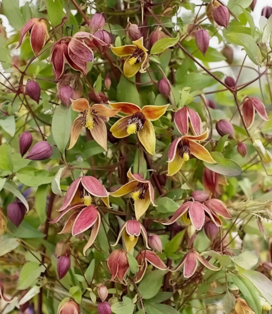 MyAngelGoldenClematis