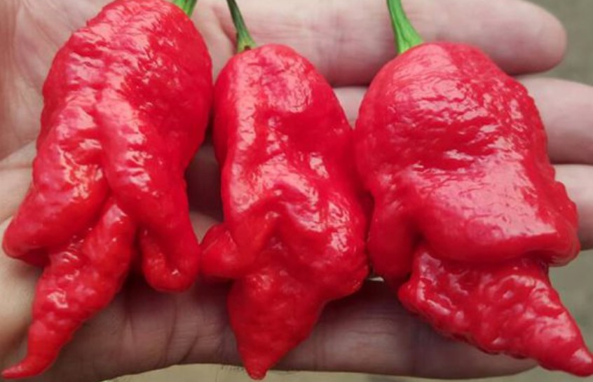 NagalahRedHotPepper
