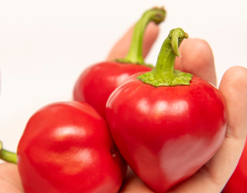 NoraHotPepper