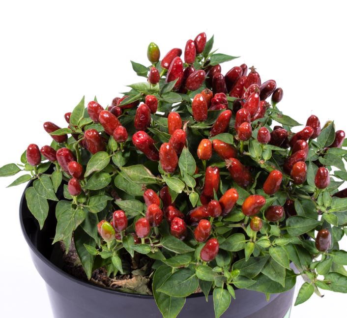 NumexEarthDayHotPepper