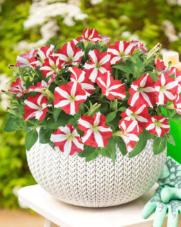 Amore King of Hearts Petunia