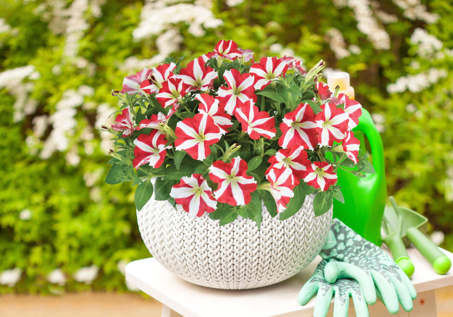 Petunia-Amore-King-of-Hearts-1