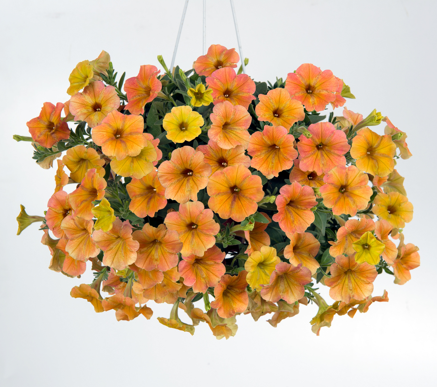 Petunia-Cascadias-Indian-Summer