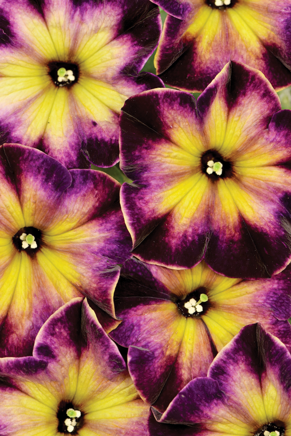 Petunia-Crazytunia-Moonstruck