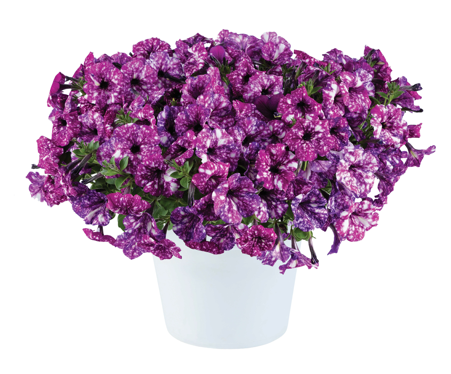 Petunia-Splash-Dance-Purple-Polka