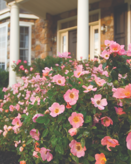 RADcor Rose