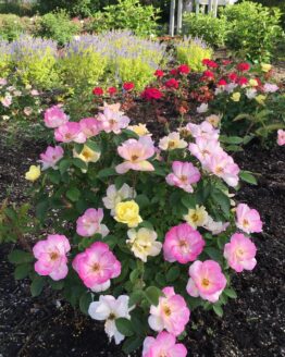 Radpastel Rose