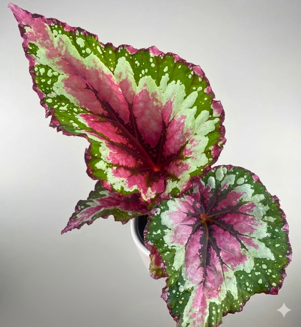 ShadowKingStrawberrySherbetBegonia