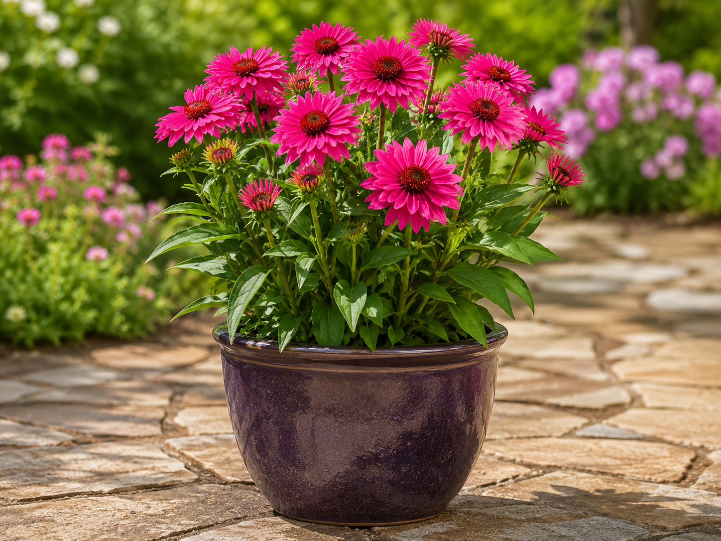 SunSeekersSweetFuchsiaEchinacea