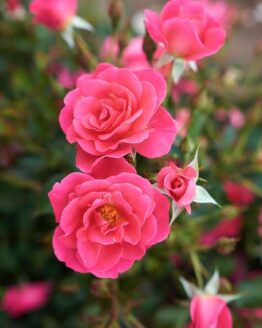 VLR002 Rose