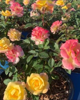 VLR12062 Rose