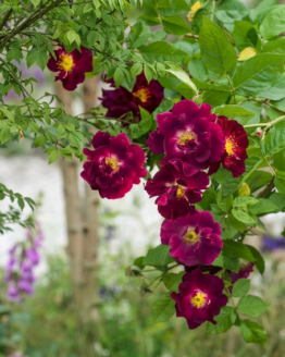 WEKpurosot Rose