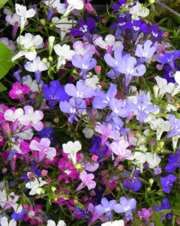 Regatta Mix Lobelia