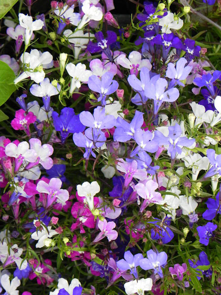 lobelia-regatta-mix-3